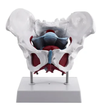 Модель женского таза и Репродуктивных органов Анатомическая Модель Реабилитации мышц Женского Мочевого пузыря и тазового дна