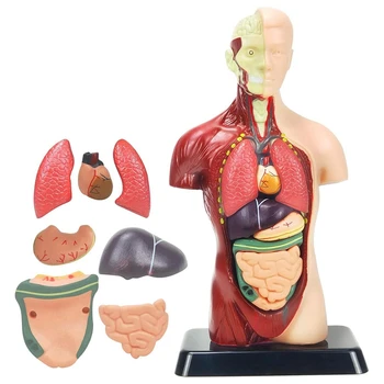 Модель человеческого тела Для детей, Разноцветные Пластиковые Игрушки-анатомические модели человеческого туловища, 8 шт, Съемная Анатомическая кукла с сердцем и органами